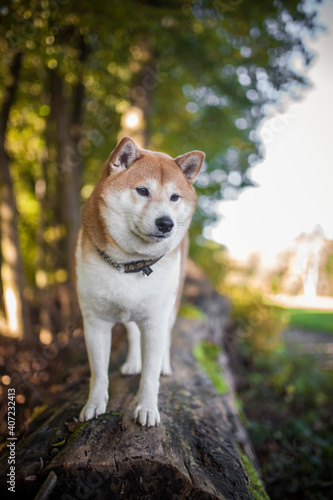 Red Shiba Inu sitting and standing  in the Forest in autumn time with golden leaves