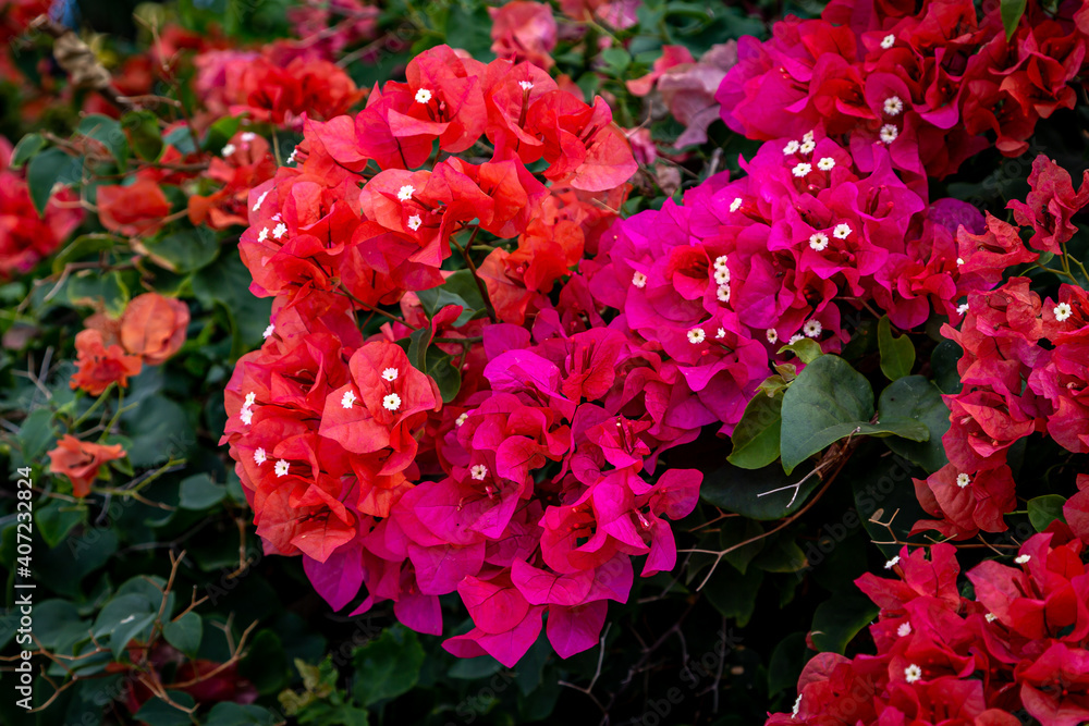 Red and Pink Bougainvillia Flowers Red and Pink Bougainvillia Flowers