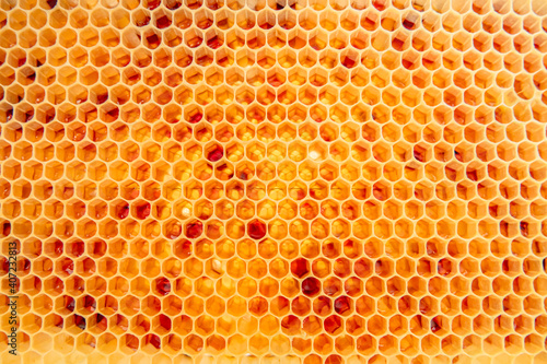 Honig und Nektar in der Wabe
