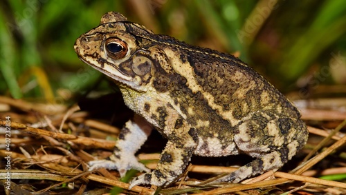 Gulf Coast toad (Incilius valliceps) sitting on dried grass, side view. Common to the Southern humid parts of the USA.