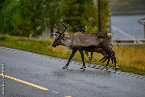 Wallpaper Mural reindeer on big road in autumn in scandinavia Torontodigital.ca