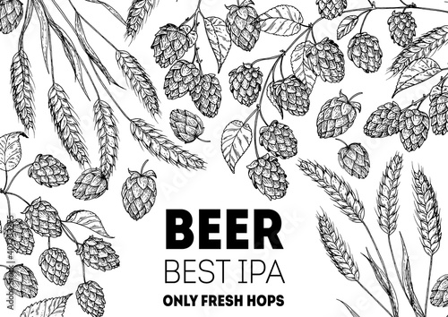 Brewery design template. Beer hop illustration. Hand drawn sketch design. Beer ingredients vector illustration.