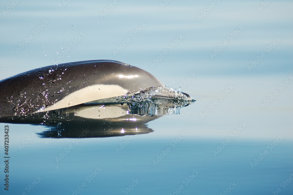 Dolphin in the Mediterranean calm blue seas 