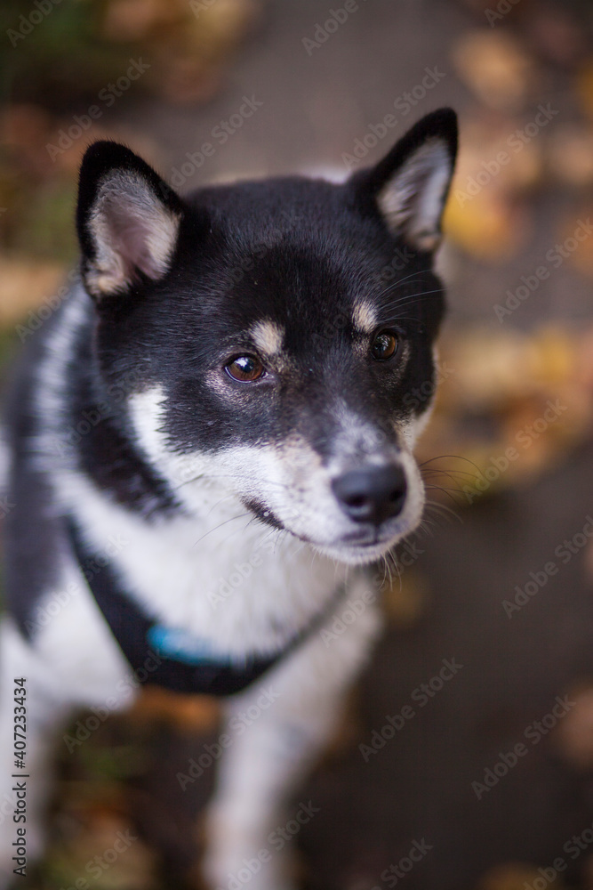 Portrait of an red Shiba inu. Happy Dog with leaves.