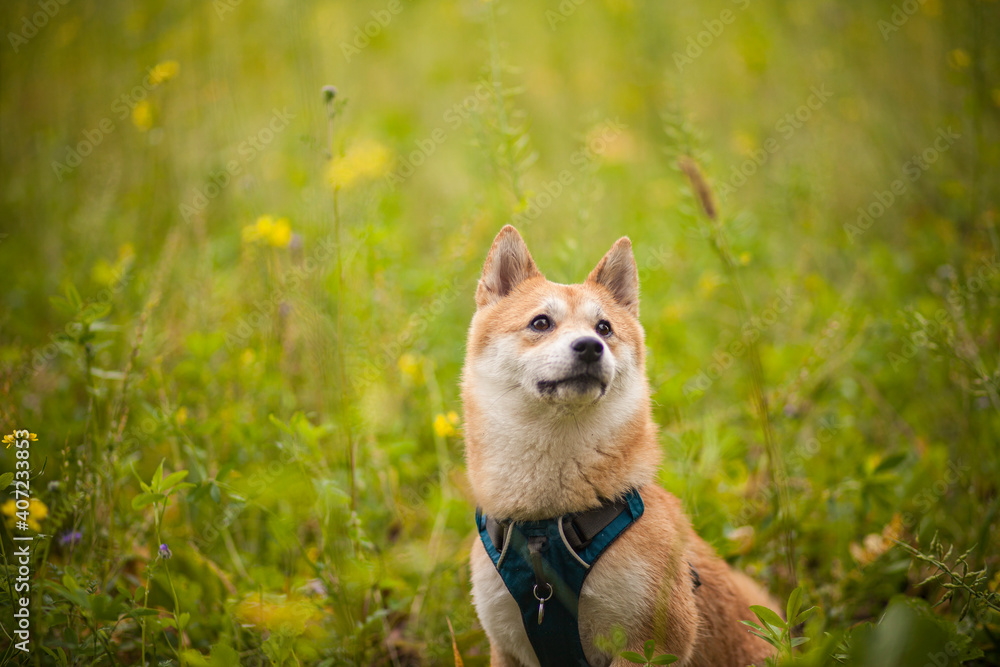 Portrait eines Shiba Inu`s in einem Feld.