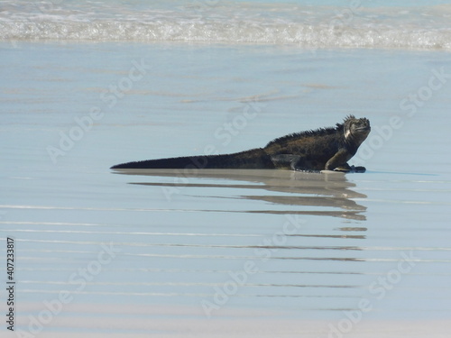 Iguana on the Beach © Lola Seco
