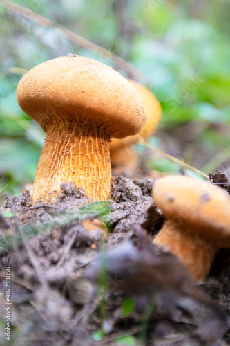 A yellow mushroom grows from the ground on green grass.