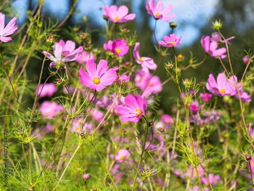 A group of pink garden cosmos (Cosmos bipinnatus) blooming in a garden on a sunny summer day, closeup with selective focus © Marjatta