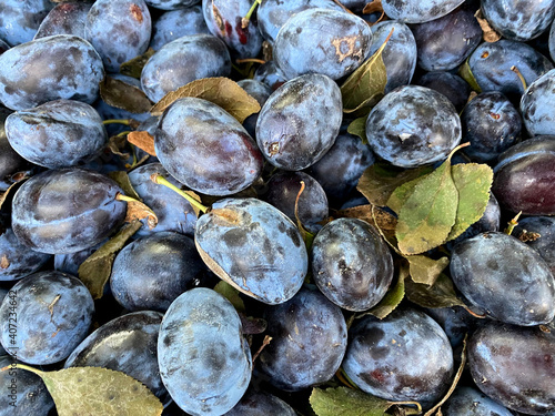 Fototapeta Naklejka Na Ścianę i Meble -  Blue, fresh, organic plums at the market.