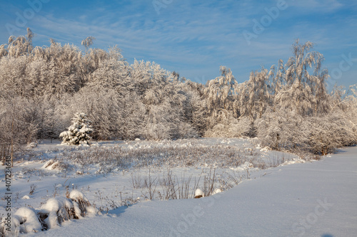 Winter landscape - a lonely snow-covered Christmas tree grows at the edge of the forest