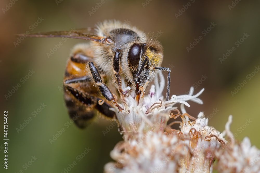 High mountain bee sucking on a white flower High mountain bee sucking on a white flower
