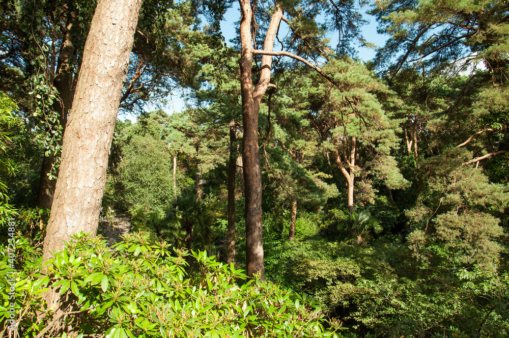 Fototapeta premium Trees in a tropical climate