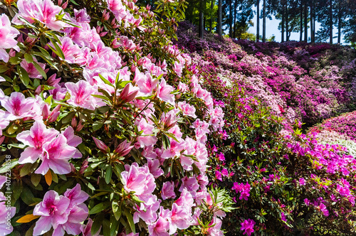 大興善寺　満開のつつじ寺風景