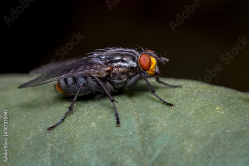Fly perched on a leaf and black background