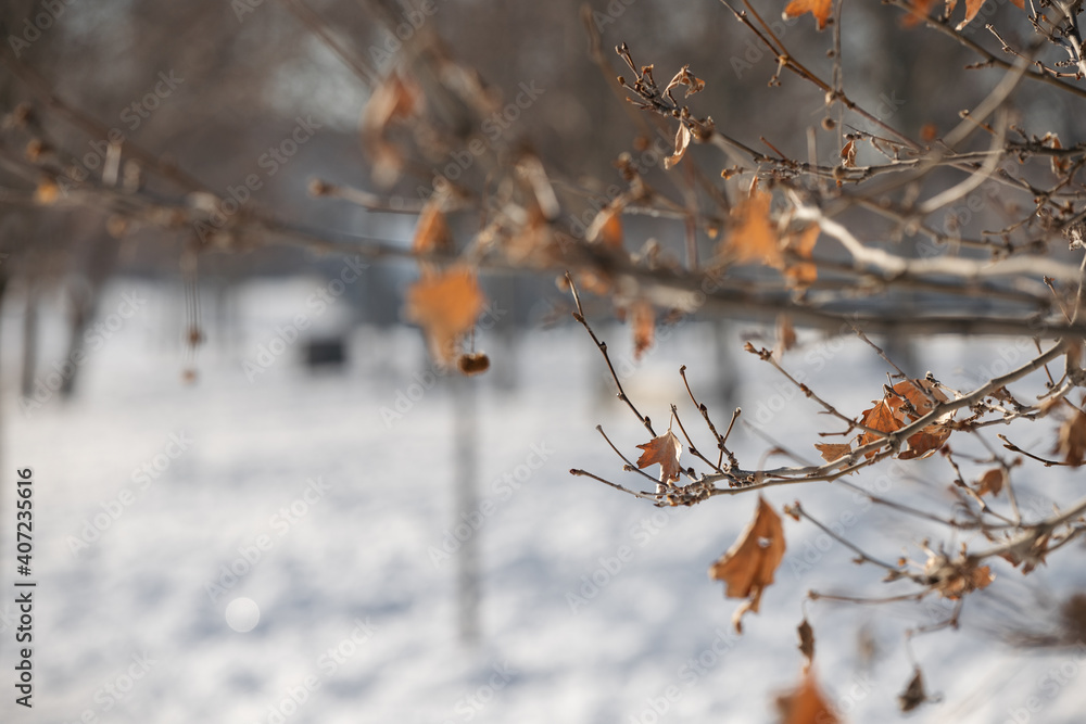 Dry autumn leaves next to snow from Storm Filomena Dry autumn leaves next to snow from Storm Filomena