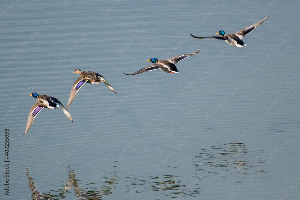 Obraz premium Anas platyrhynchos - Mallard