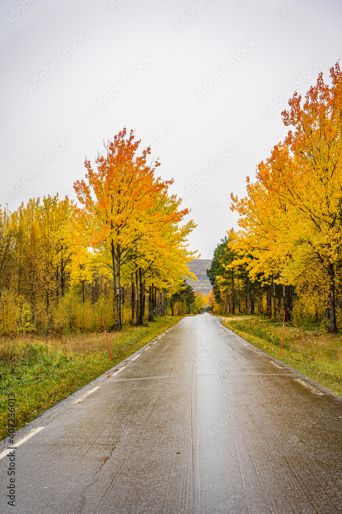 Road at bright yellow trees in Norway