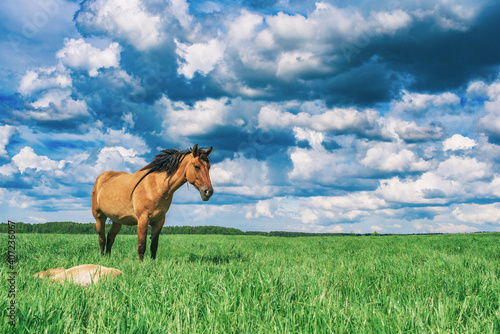 The country horse grazes in the meadow against the background of the sky. © shymar27