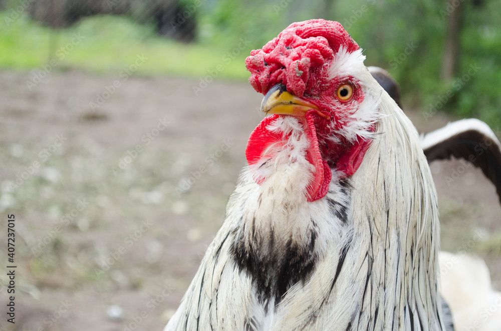 A beautiful white rooster looks into the camera. A rooster on a farm walks on the street. Agriculture.