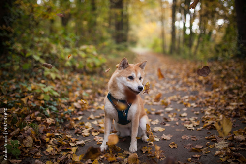 Red Shiba Inu sitting and standing in the Forest in autumn time with golden leaves