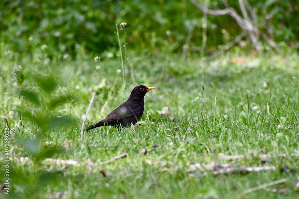 Turdus merula - Common blackbird Turdus merula - Common blackbird