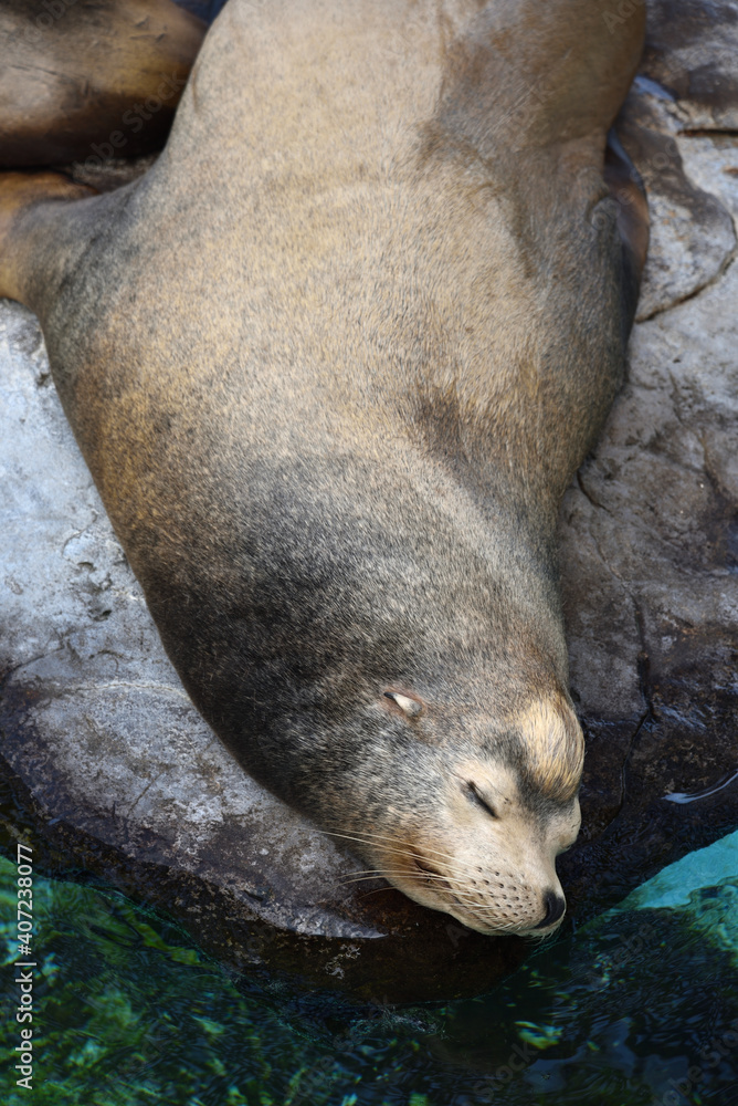 Obraz premium A sleeping seal in an Aqualium