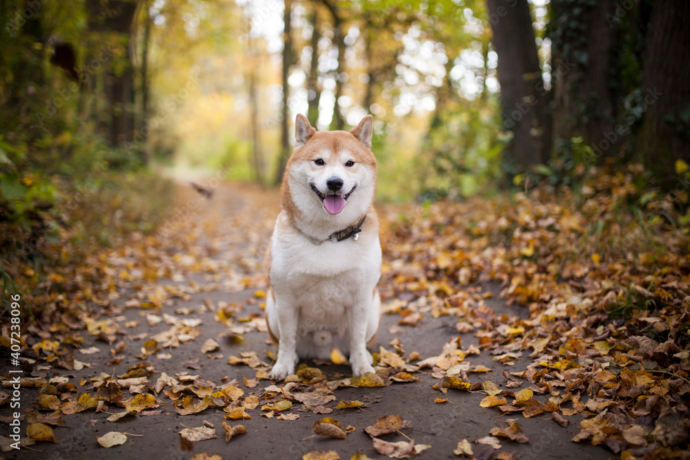 Red Shiba Inu sitting and standing in the Forest in autumn time with golden leaves Red Shiba Inu sitting and standing in the Forest in autumn time with golden leaves