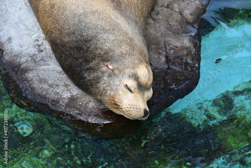 A sleeping seal in an Aqualium