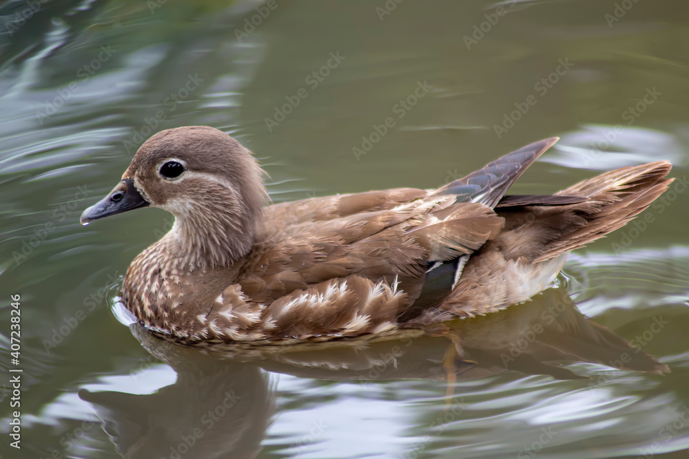 Fototapeta premium Duck swims in the water