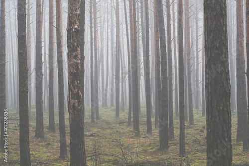Spooky forest near Warsaw  Poland. Thin and tall pine trees in a wilderness. Fog is covering Kampinos National Park. Selective focus on coniferous trees  blurred background.