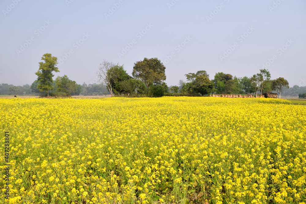 Beautiful Yellow Mustard field in Bangladesh