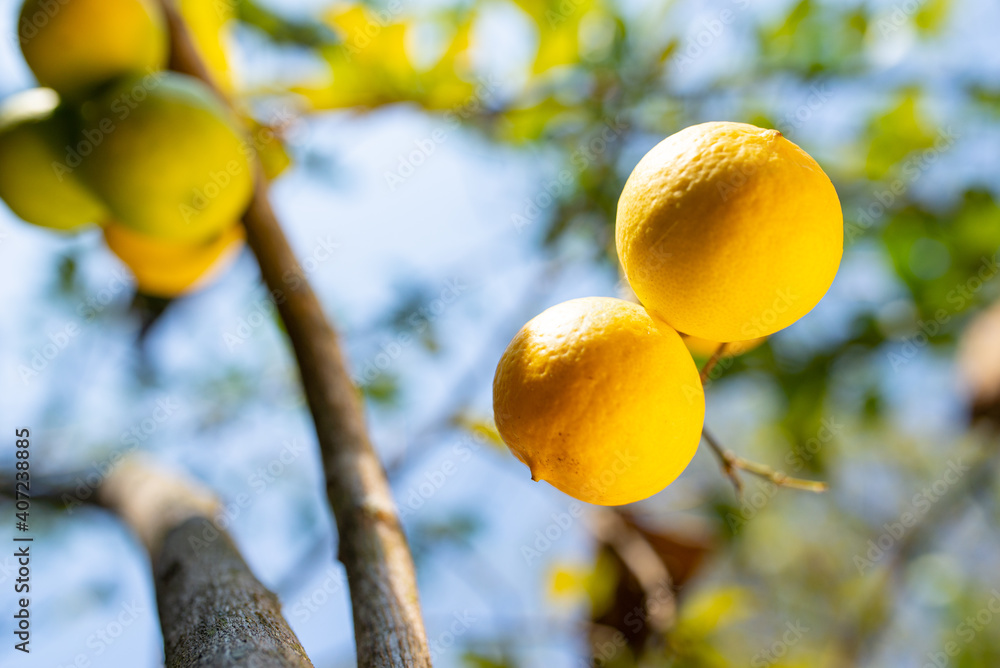 Yellow ripe lemon LIMECITRUS AURANTIFOLIA SWING on the tree Yellow ripe lemon LIMECITRUS AURANTIFOLIA SWING on the tree