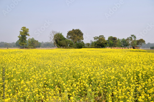 Beautiful Yellow Mustard field in Bangladesh