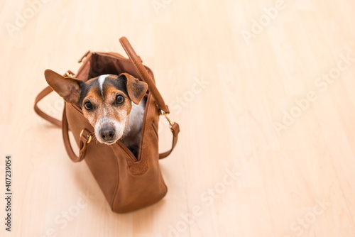 Little cute Jack Russell Terrier dog sits in a brown handbag and looks funny out. © Karoline Thalhofer