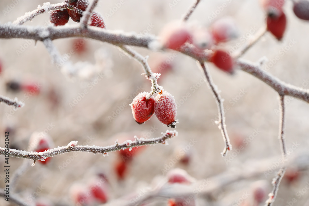 Rose hips covered in hoarfrost. natural winter look in the garden. Rose hips covered in hoarfrost. natural winter look in the garden.