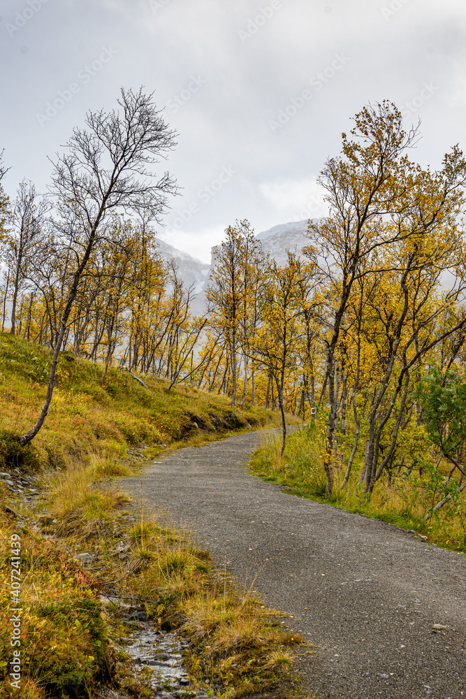 Fototapeta premium Hiking way in a forest with dwarf birches in Norway