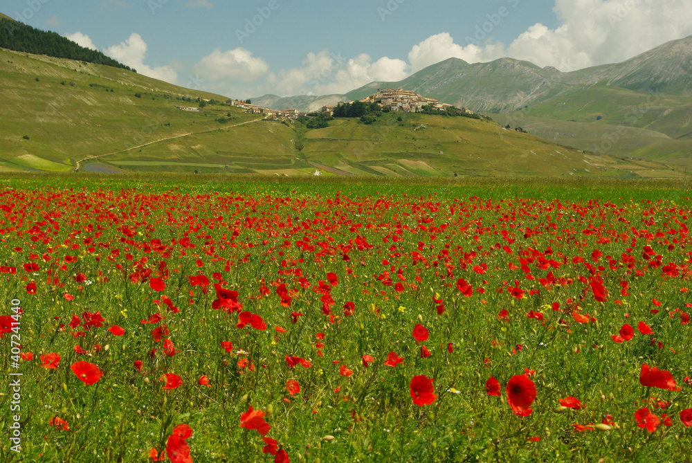 In the foreground, a flowering of poppies on the Castelluccio di Norcia plateau, in the background the small village