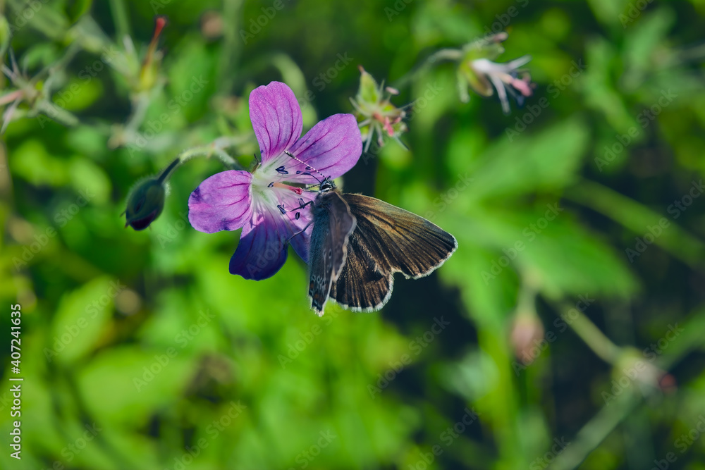 Fototapeta premium Morning field background with wild flowers. Wild flowers in a meadow nature.