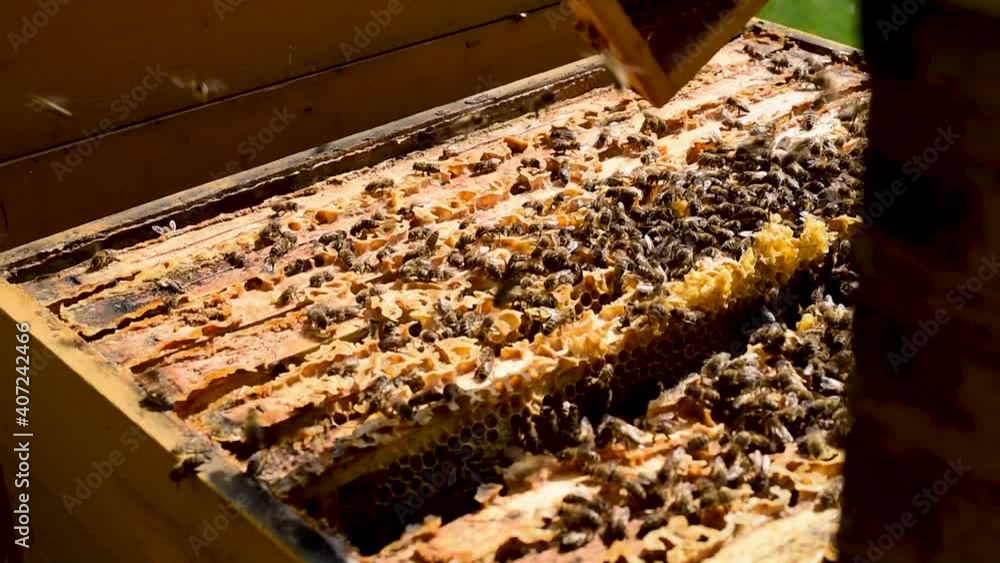 Beekeeper wipes the honey bees from the comb - 4 Beekeeper wipes the honey bees from the comb - 4