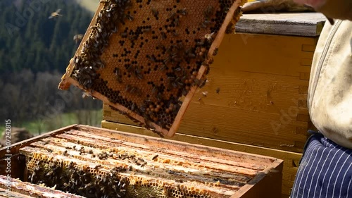 Beekeeper wipes the honey bees from the comb - 3