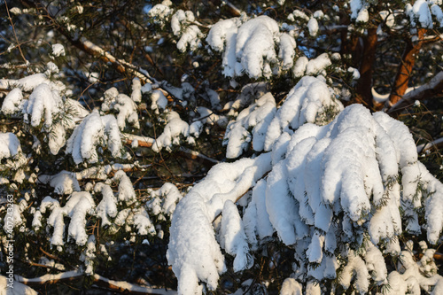 Green spruce, branches under the snow. Frosty, snowy winter, christmas concept.