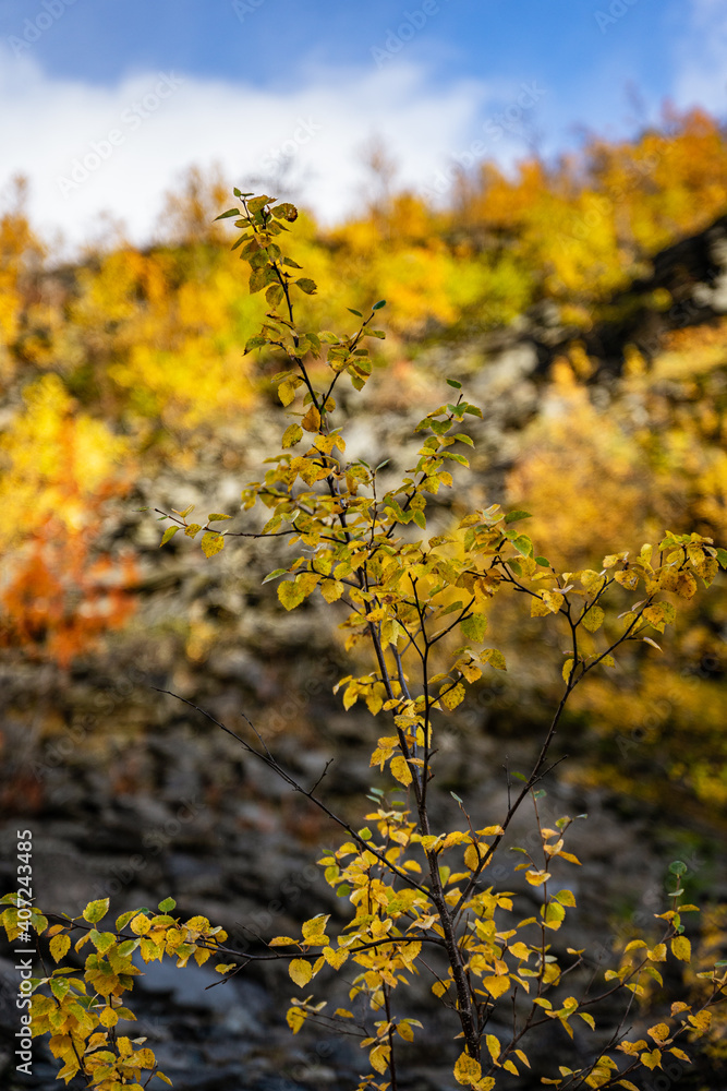 Macro photography of small birches in Norway