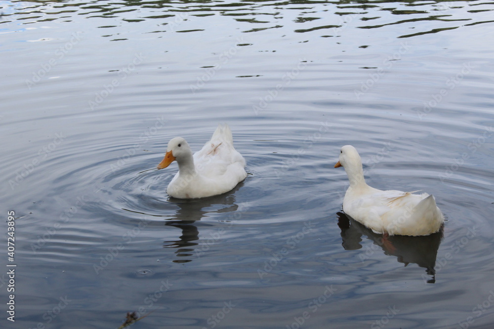Patos nadando en el lago Patos nadando en el lago