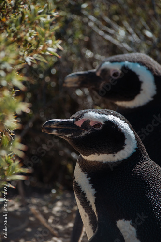 Los pingüinos del Pedral en plena temporada turística