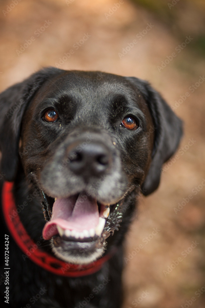 Portrait von einem Labrador Retriever. Hund fröhlich draußen in der natur Portrait von einem Labrador Retriever. Hund fröhlich draußen in der natur