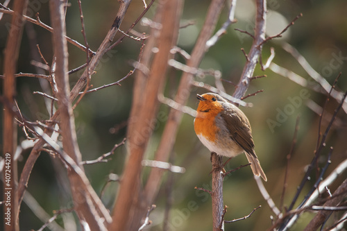 Cute robin perched on a tree branch in a park in Madrid