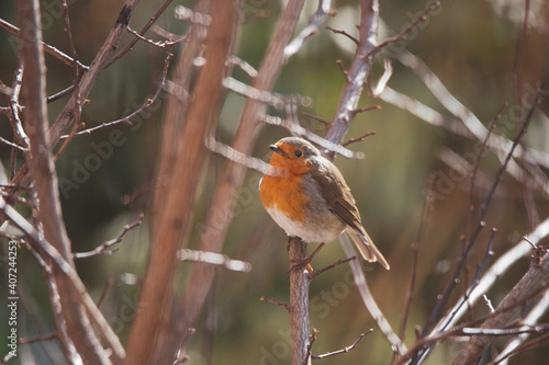 Cute robin perched on a tree branch in a park in Madrid
