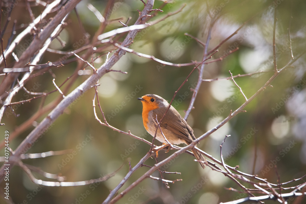 Cute robin perched on a tree branch in a park in Madrid Cute robin perched on a tree branch in a park in Madrid