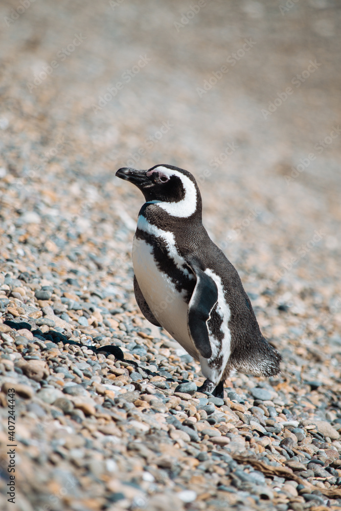Fototapeta premium Los pingüinos del Pedral en plena temporada turística