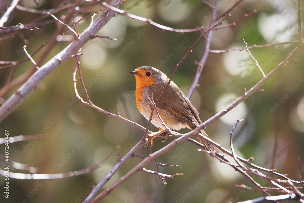 Cute robin perched on a tree branch in a park in Madrid Cute robin perched on a tree branch in a park in Madrid